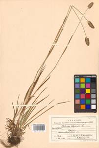 Phleum alpinum L., Siberia, Chukotka & Kamchatka (S7) (Russia)