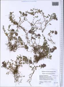 Thymus seravschanicus Klokov, Middle Asia, Western Tian Shan & Karatau (M3) (Kyrgyzstan)