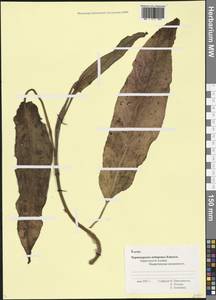 Rumex, Caucasus, Black Sea Shore (from Novorossiysk to Adler) (K3) (Russia)