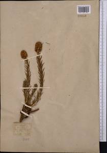 Rhodiola semenovii (Regel & Herder) Boriss., Middle Asia, Western Tian Shan & Karatau (M3) (Kazakhstan)