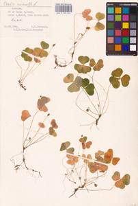 Oxalis acetosella L., Eastern Europe, Estonia (E2c) (Estonia)