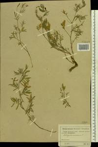 Astragalus arenarius L., Eastern Europe, Moscow region (E4a) (Russia)
