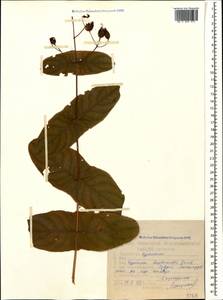 Hypericum bupleuroides Griseb., Caucasus, Georgia (K4) (Georgia)