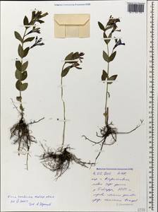 Vinca herbacea Waldst. & Kit., Caucasus, Stavropol Krai, Karachay-Cherkessia & Kabardino-Balkaria (K1b) (Russia)