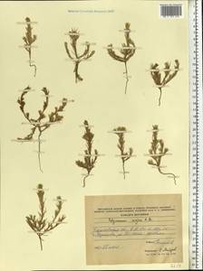 Polycnemum majus A. Braun, Eastern Europe, North Ukrainian region (E11) (Ukraine)