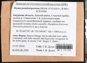 Ptychostomum pseudotriquetrum (Hedw.) J.R. Spence & H.P. Ramsay ex Holyoak & N. Pedersen, Bryophytes, Bryophytes - Russian Far East (excl. Chukotka & Kamchatka) (B20) (Russia)