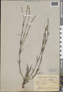 Dianthus crinitus subsp. tetralepis (Nevski) Rech.fil., Middle Asia, Western Tian Shan & Karatau (M3) (Uzbekistan)