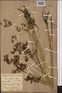 Juncus atratus Krock., Middle Asia, Northern & Central Kazakhstan (M10) (Kazakhstan)