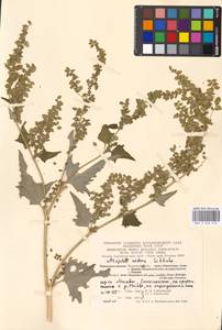 Atriplex sagittata Borkh., Eastern Europe, Moscow region (E4a) (Russia)