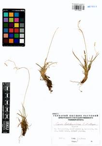 Carex ledebouriana C.A.Mey. ex Trevir., Siberia, Baikal & Transbaikal region (S4) (Russia)