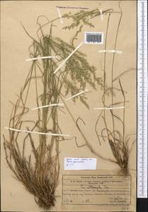 Poa attenuata Trin., Middle Asia, Western Tian Shan & Karatau (M3) (Uzbekistan)