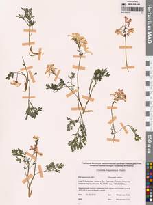 Corydalis magadanica A.P.Khokhr., Siberia, Chukotka & Kamchatka (S7) (Russia)