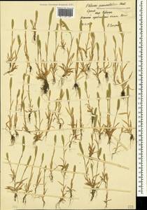 Phleum paniculatum Huds., Crimea (KRYM) (Russia)