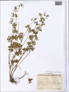 Geranium pusillum L., Eastern Europe, North Ukrainian region (E11) (Ukraine)