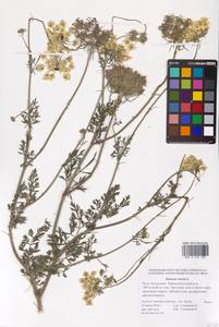 Daucus carota L., Eastern Europe, Lower Volga region (E9) (Russia)