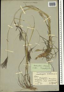 Bothriochloa ischaemum (L.) Keng, Crimea (KRYM) (Russia)