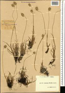 Alopecurus dasyanthus Trautv., Caucasus, Stavropol Krai, Karachay-Cherkessia & Kabardino-Balkaria (K1b) (Russia)