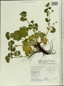 Alchemilla litwinowii Juz., Eastern Europe, Central region (E4) (Russia)