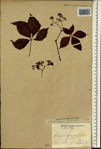 Parthenocissus quinquefolia (L.) Planch., South Asia, South Asia (Asia outside ex-Soviet states and Mongolia) (ASIA) (Not classified)