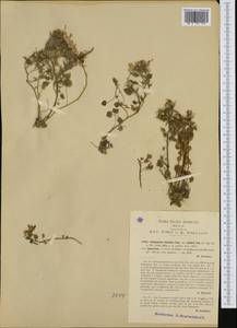 Campanula garganica Ten., Western Europe (EUR) (Italy)