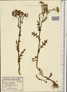 Senecio vernalis Waldst. & Kit., Caucasus, Stavropol Krai, Karachay-Cherkessia & Kabardino-Balkaria (K1b) (Russia)