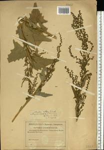 Atriplex sagittata Borkh., Eastern Europe, Central region (E4) (Russia)