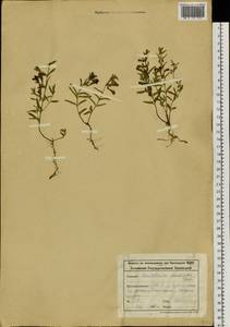 Scutellaria scordifolia Fisch. ex Schrank, Siberia, Altai & Sayany Mountains (S2) (Russia)