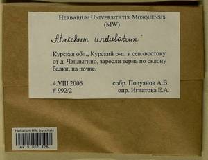 Atrichum undulatum (Hedw.) P. Beauv., Bryophytes, Bryophytes - Central forest-and-steppe region (B10) (Russia)