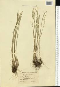 Poa attenuata Trin., Eastern Europe, Lower Volga region (E9) (Russia)