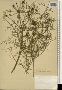 Ferulago mughlae Pesmen, South Asia, South Asia (Asia outside ex-Soviet states and Mongolia) (ASIA) (Turkey)