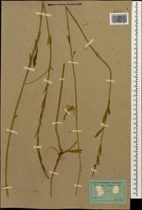 Erysimum collinum (M. Bieb.) Andrz., Caucasus, Armenia (K5) (Armenia)