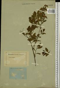 Spiraea flexuosa Fisch. ex Cambess., Siberia (no precise locality) (S0) (Russia)