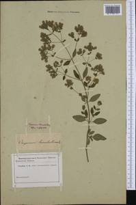 Origanum vulgare subsp. viridulum (Martrin-Donos) Nyman, Western Europe (EUR)