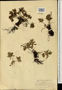 Anemonastrum narcissiflorum subsp. crinitum (Juz.) Raus, Mongolia (MONG) (Mongolia)