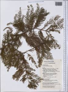 Taxodium distichum (L.) Rich., America (AMER) (United States)