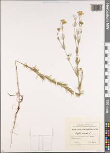 Nigella arvensis L., Eastern Europe, Rostov Oblast (E12a) (Russia)