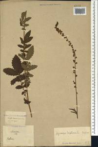 Agrimonia eupatoria L., Caucasus, North Ossetia, Ingushetia & Chechnya (K1c) (Russia)