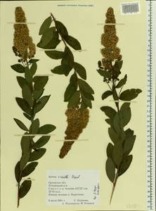 Spiraea × rosalba Dippel, Eastern Europe, Central forest-and-steppe region (E6) (Russia)