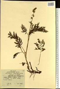 Artemisia maximovicziana (Schum.) Krasch. ex Poljakov, Siberia, Russian Far East (S6) (Russia)