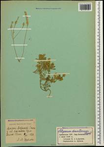 Alyssum turkestanicum Regel & Schmalh. ex Regel, Caucasus, Armenia (K5) (Armenia)