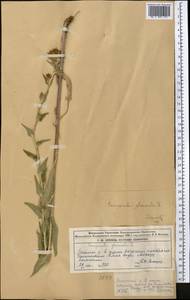 Campanula glomerata L., Middle Asia, Dzungarian Alatau & Tarbagatai (M5) (Kazakhstan)