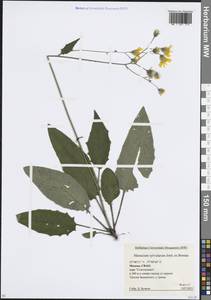 Hieracium murorum subsp. sylvularum (Jord. ex Boreau) Zahn, Eastern Europe, Moscow region (E4a) (Russia)