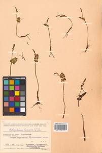 Botrychium lunaria (L.) Sw., Siberia, Chukotka & Kamchatka (S7) (Russia)