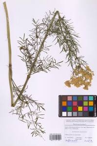 Thalictrum lucidum L., Eastern Europe, Moscow region (E4a) (Russia)