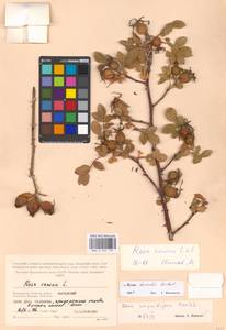 Rosa dumalis Bechst., Eastern Europe, Moscow region (E4a) (Russia)