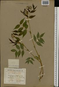 Lathyrus vernus (L.) Bernh., Eastern Europe, North Ukrainian region (E11) (Ukraine)