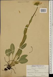 Doronicum oblongifolium A. DC., Caucasus, Armenia (K5) (Armenia)