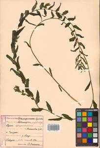 Potamogeton perfoliatus L., Siberia, Russian Far East (S6) (Russia)