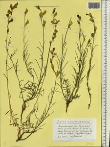 Linaria macroura (M. Bieb.) M. Bieb., Eastern Europe, Lower Volga region (E9) (Russia)