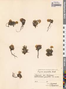 Erigeron compositus Pursh, Siberia, Chukotka & Kamchatka (S7) (Russia)